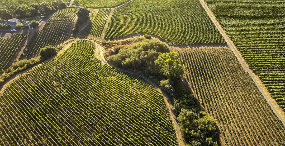 Bow Tie Vineyard