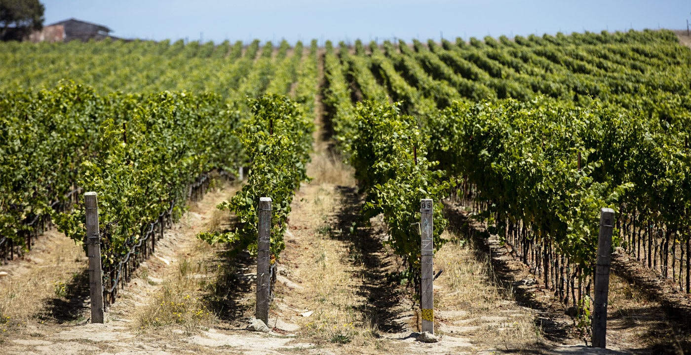Canfield vineyard