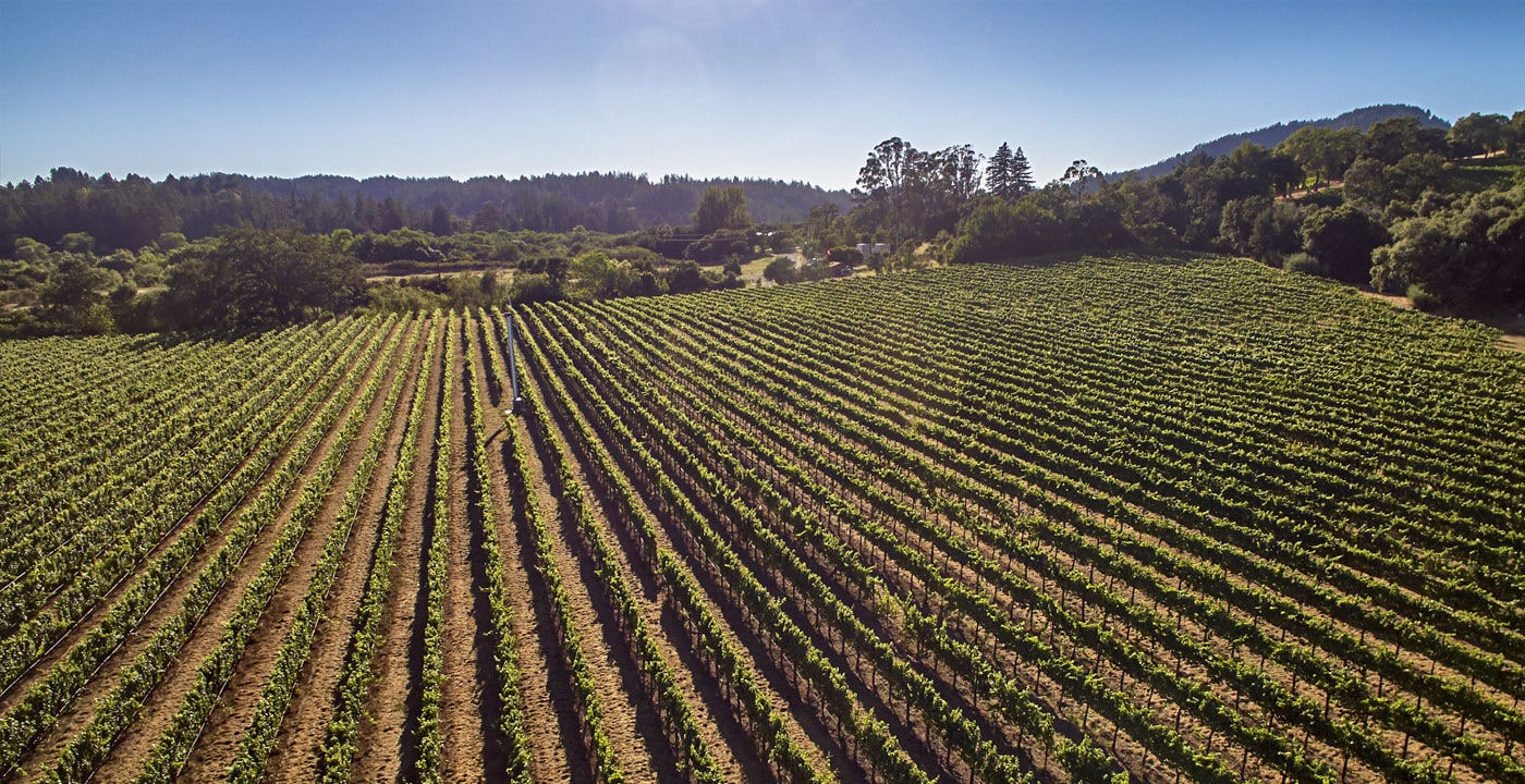 Foggy Bend Vineyard