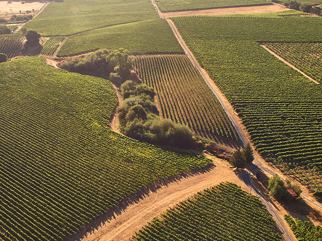 Bow Tie Vineyard – Great Wine Is In The Soil