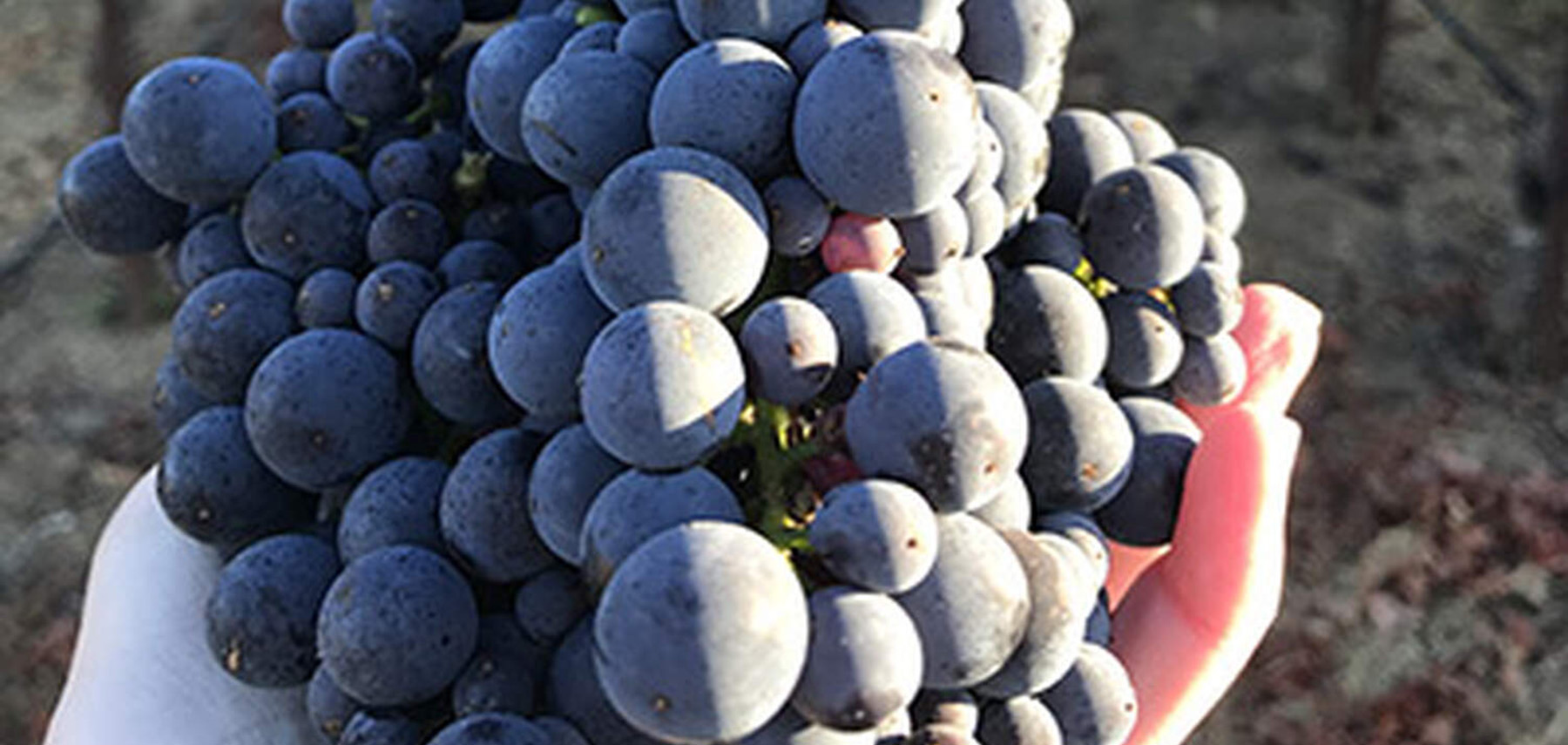 Cluster of sparkling pinot noir grapes