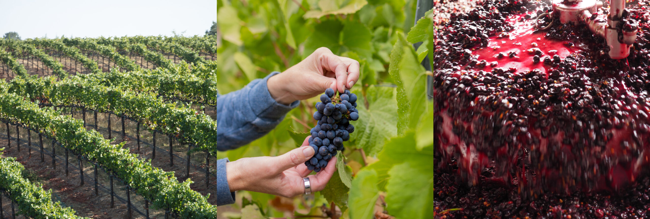 Sparkling Harvest 2024 vineyard, cluster, must