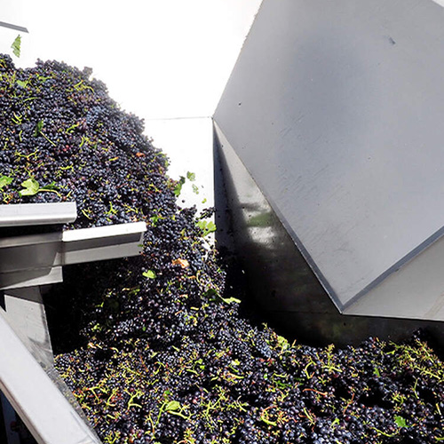 Grapes being loaded into a machine