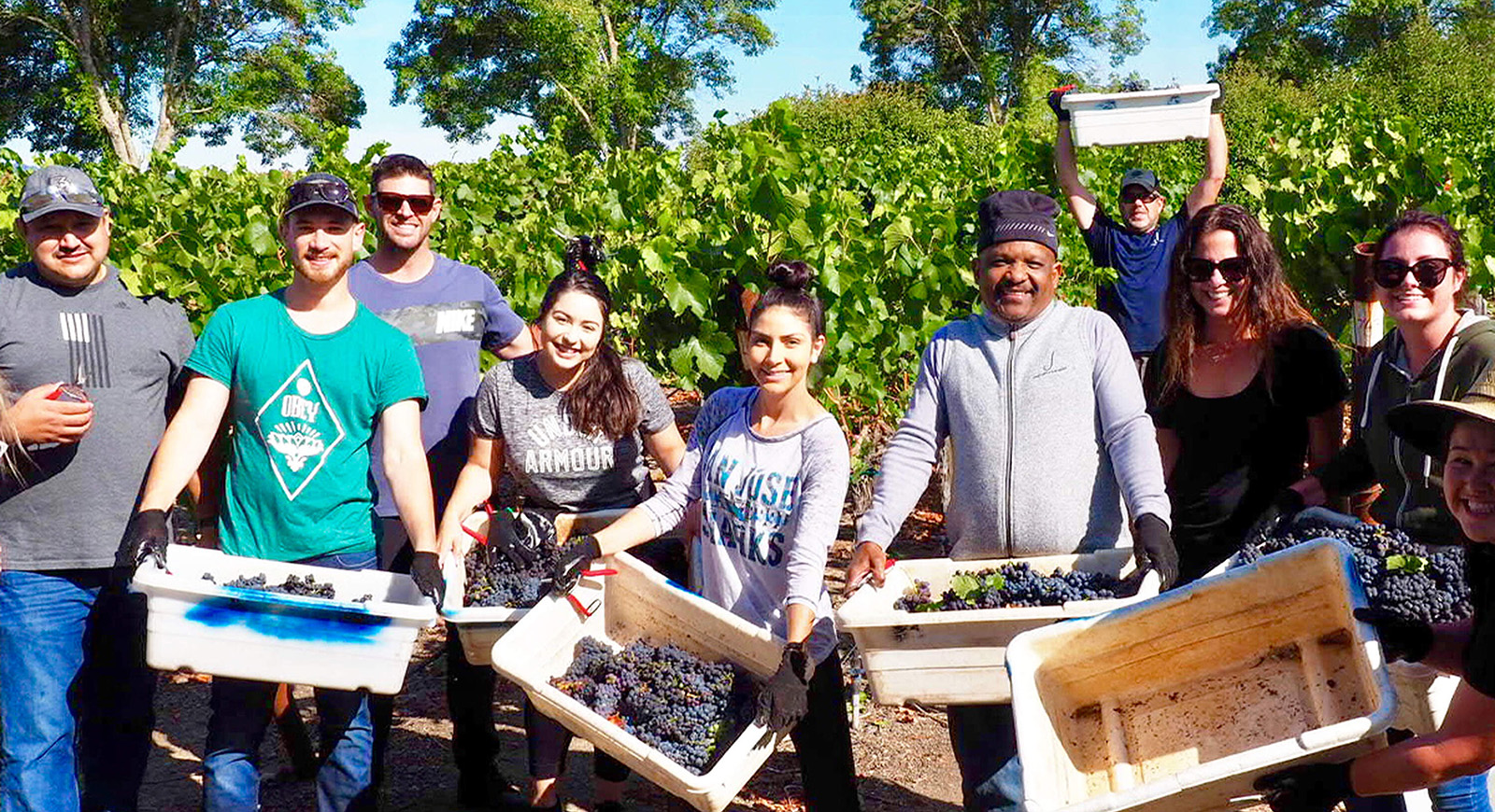 Group of workers holding harvest bins full of grapes