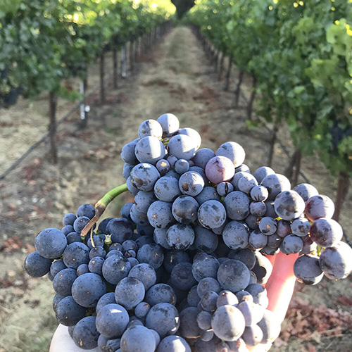 Grapes being held over vineyard rows