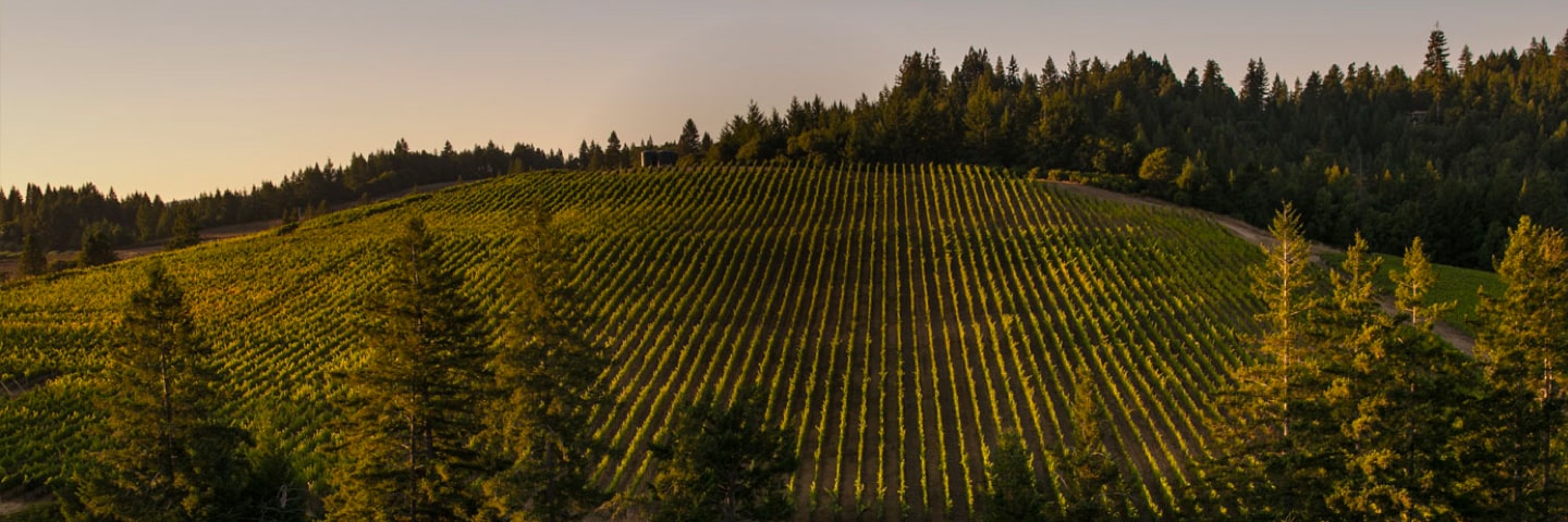 Vineyards