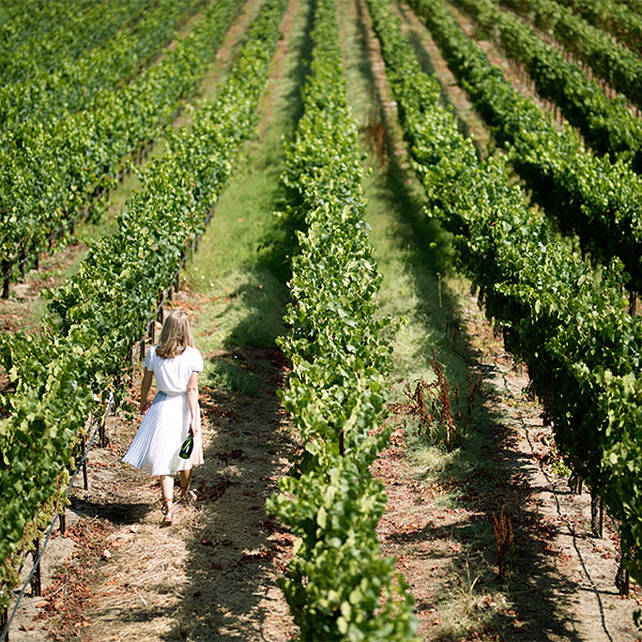 Ariel photo of a person dressed in white, holding a bottle of J Wine while walking through a vineyard.