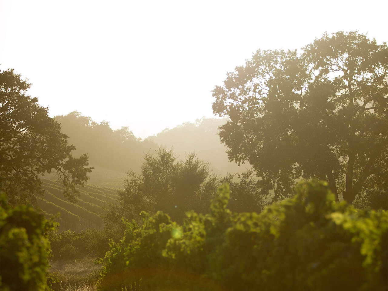 Russian River Valley Sunset.