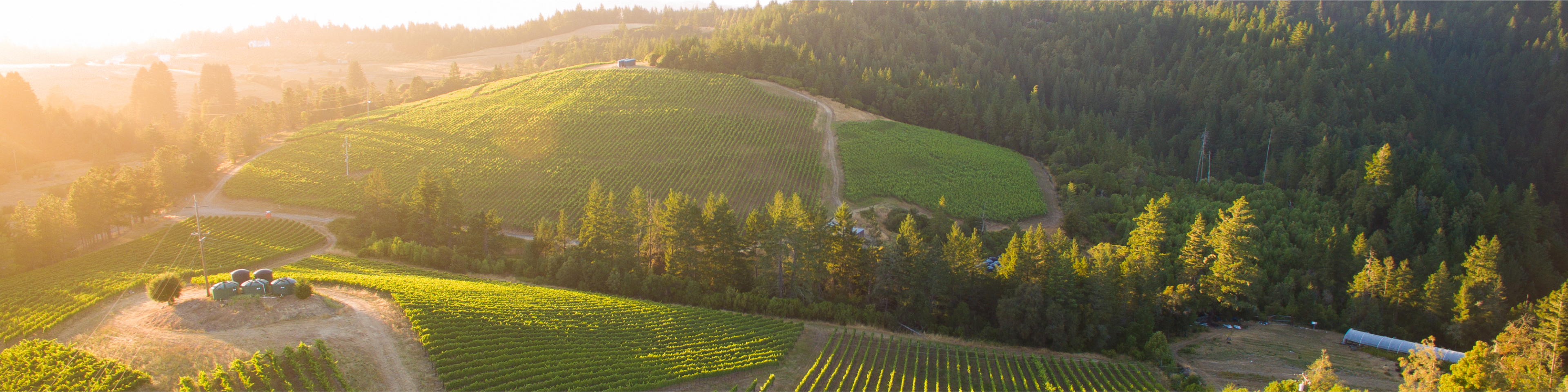 Annapolis Ridge Pinot Noir