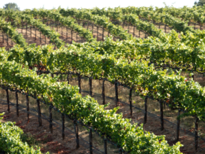 J Vineyards has the top late disgorged sparkling wine in the Napa region