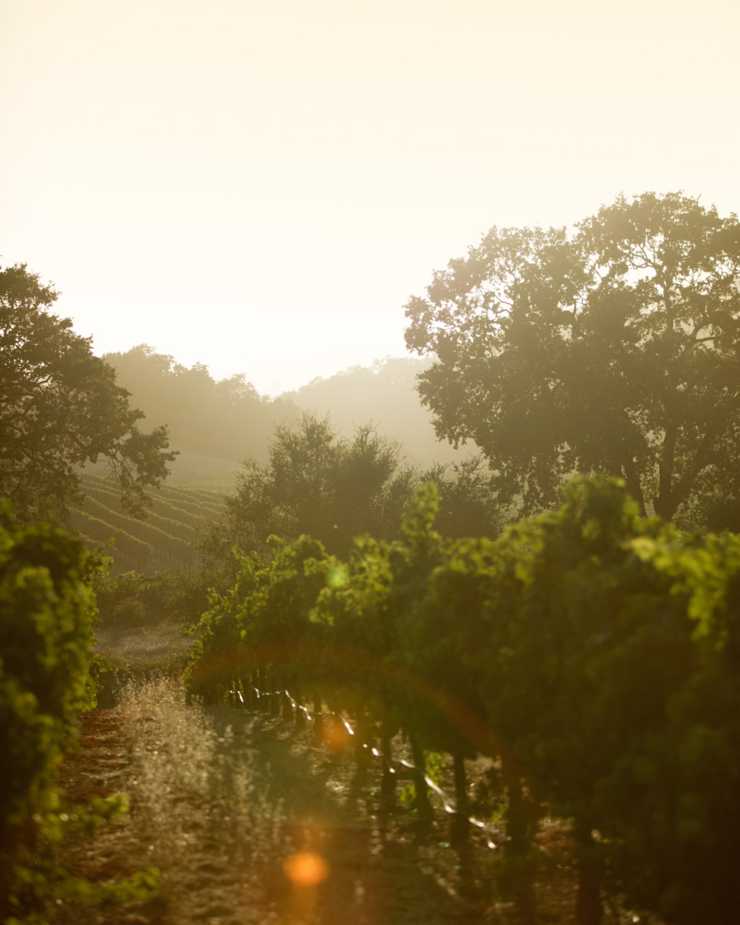 J Vineyards and Winery near Sonoma, CA