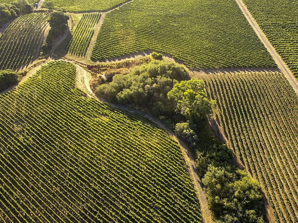 Bow Tie Vineyard