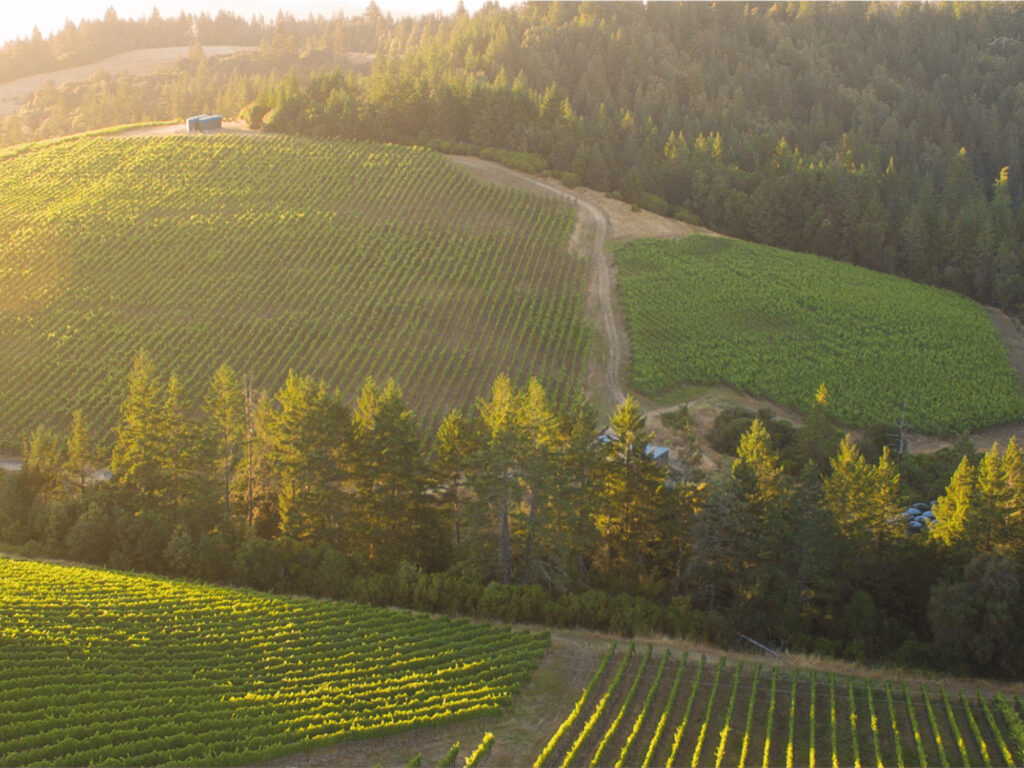 Annapolis Ridge Vineyard