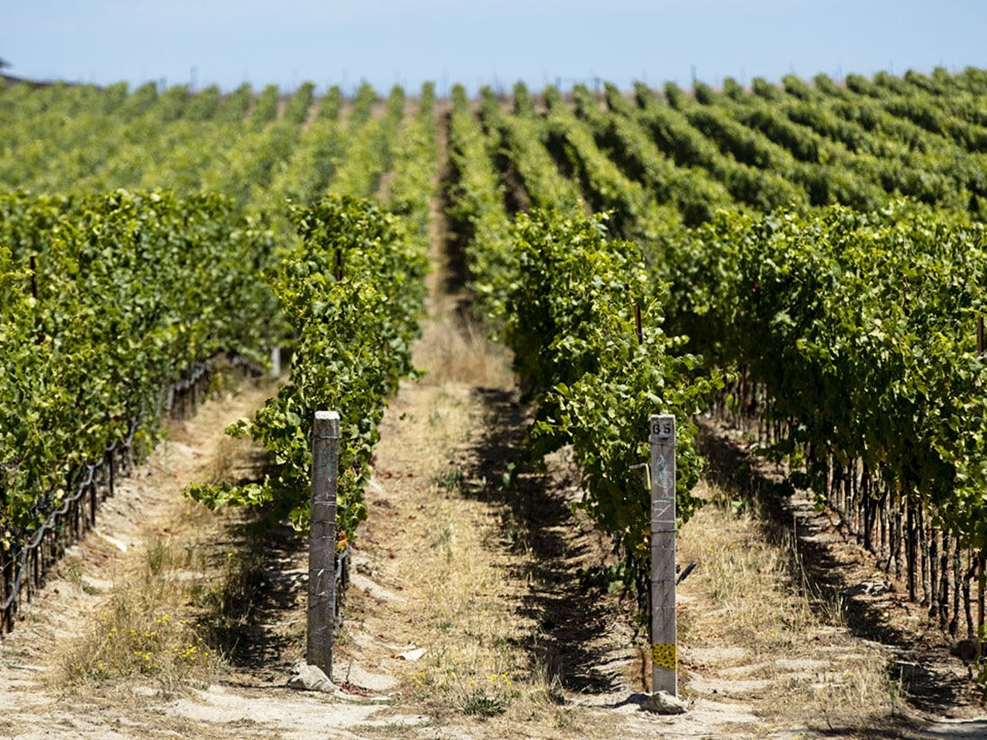 Canfield Vineyard
