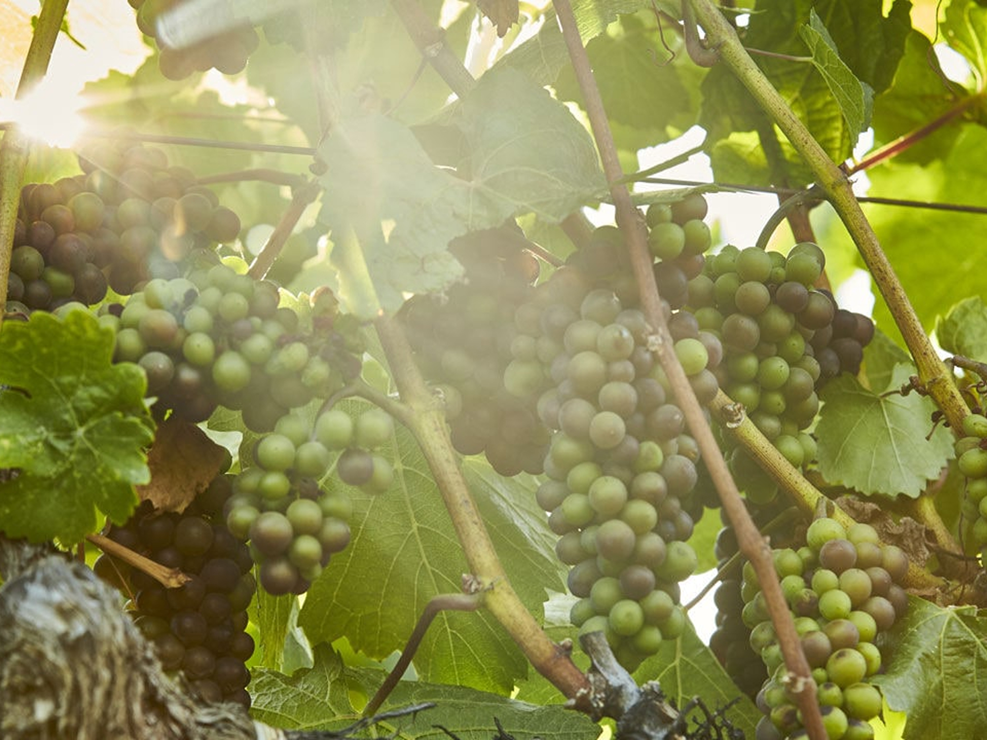 Cooper Vineyard
