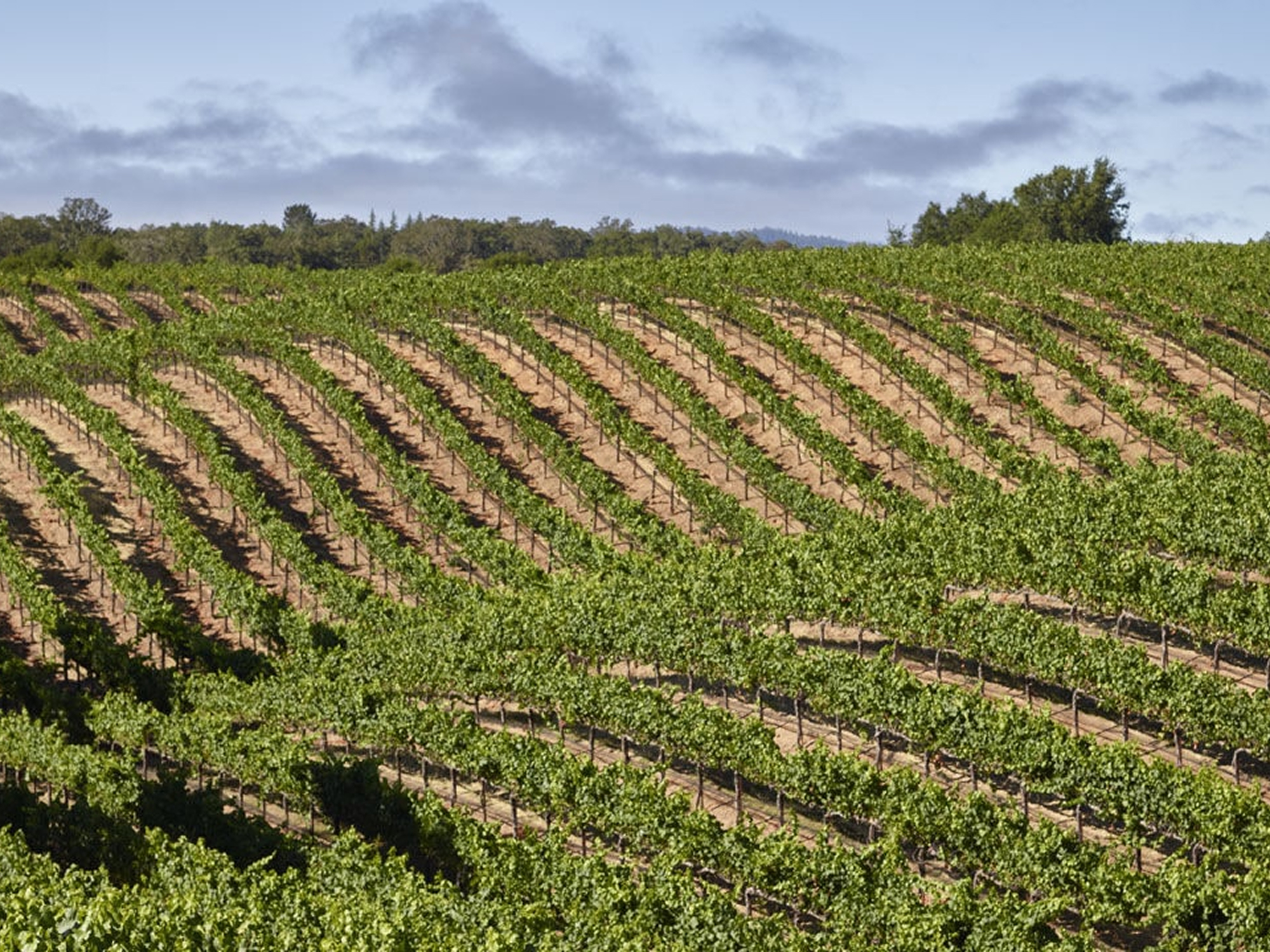 Eastside Knoll Vineyard