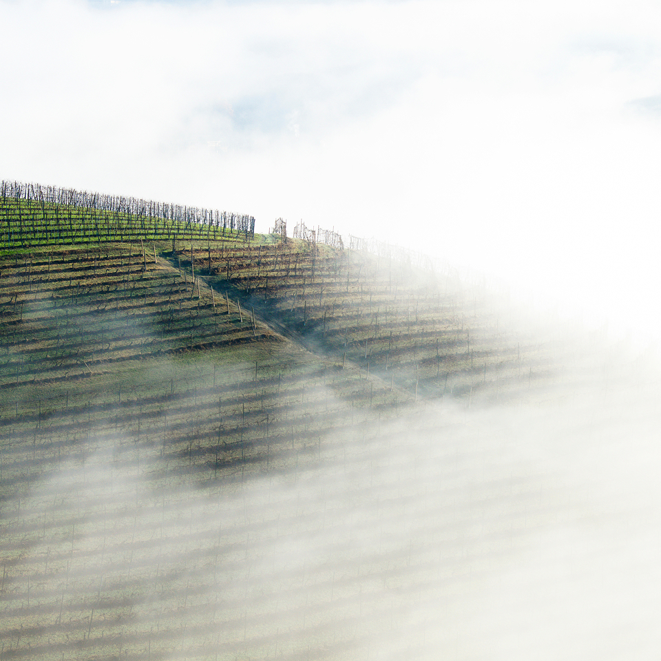 Russian River Valley Fog